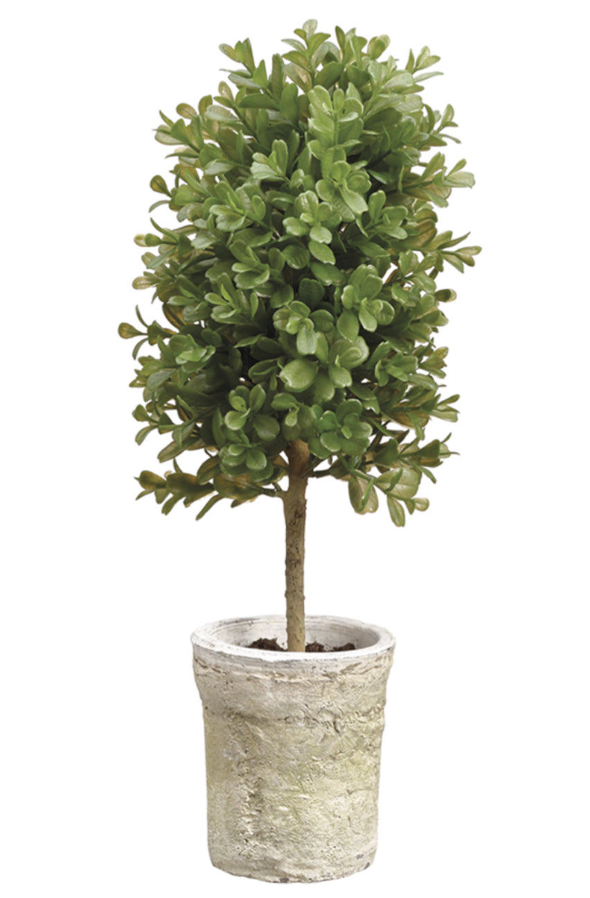 16” Boxwood Topiary in Clay Pot