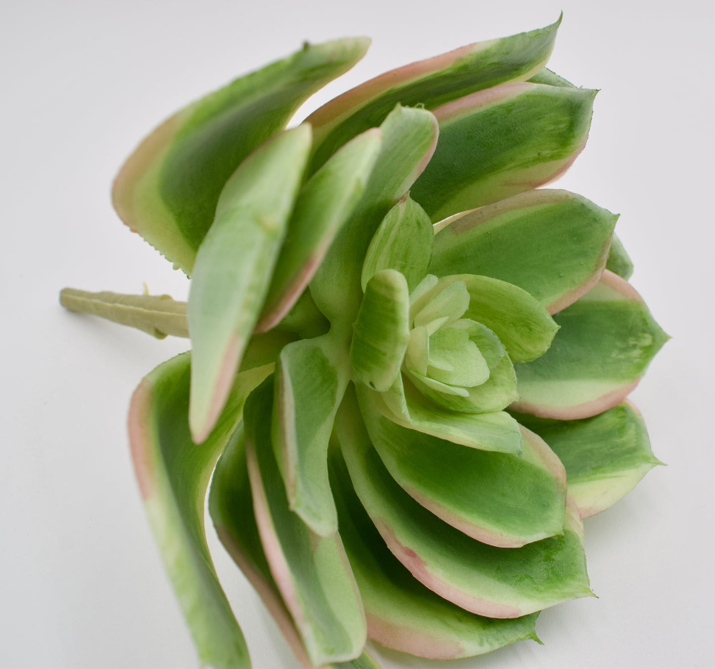 Faux Echeveria Succulent Pick