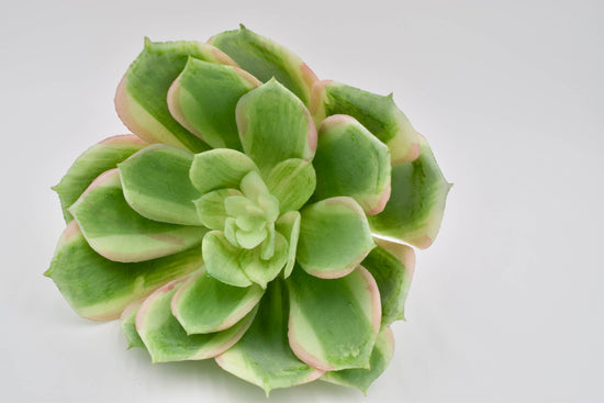 Faux Echeveria Succulent Pick