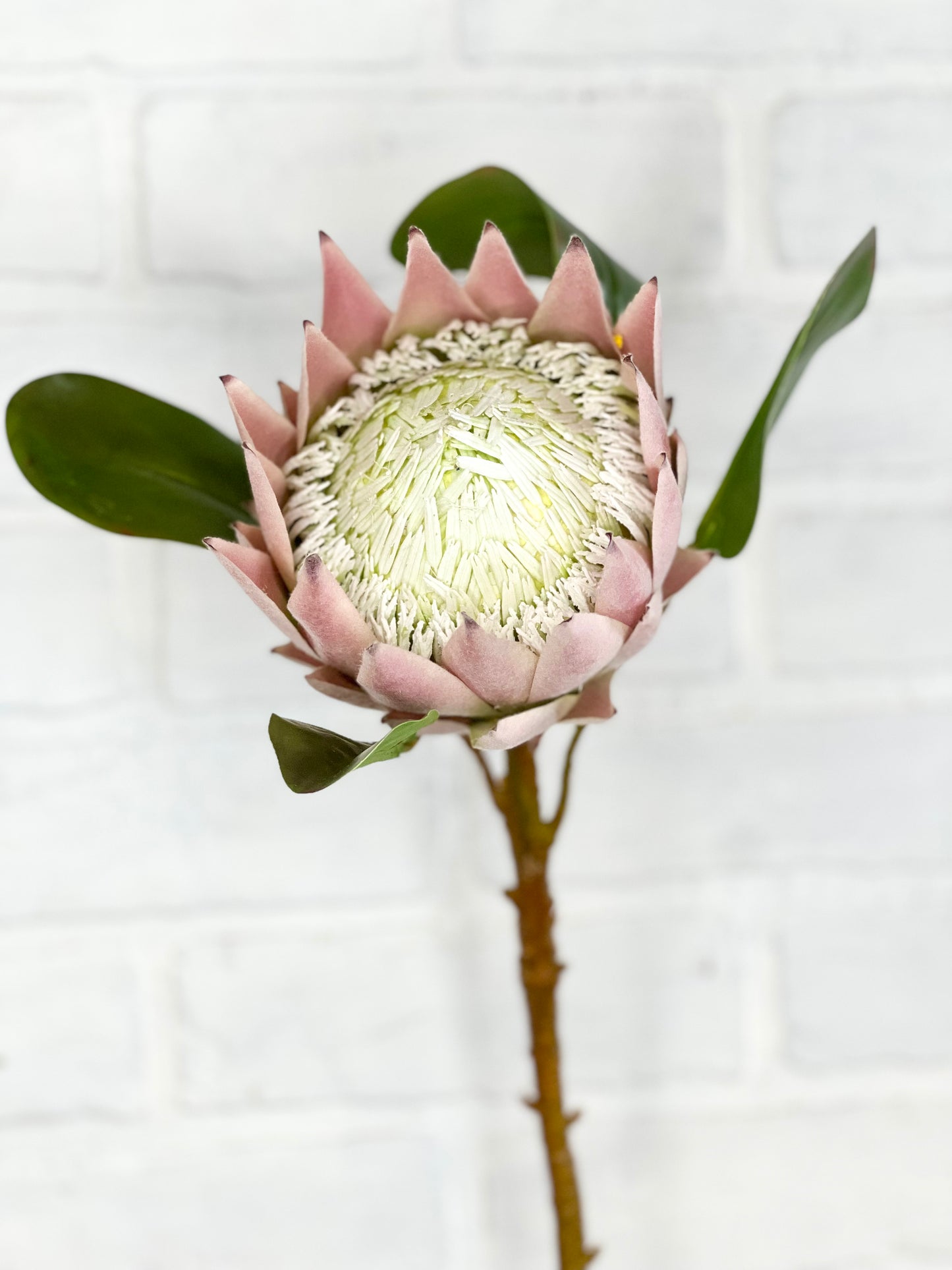 23” Faux Pink King Protea